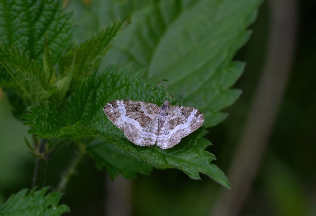 Geometridae (credo) da id